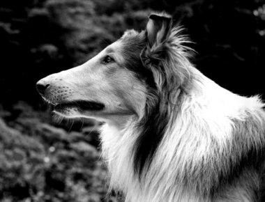 Η άγνωστη ιστορία που ενέπνευσε τη «Λάσι»-Τί απέγινε ο όμορφος σκύλος της σειράς(φωτό,βίντεο)